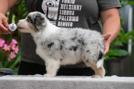Australian Shepherd - Winstead Lunar Mumble