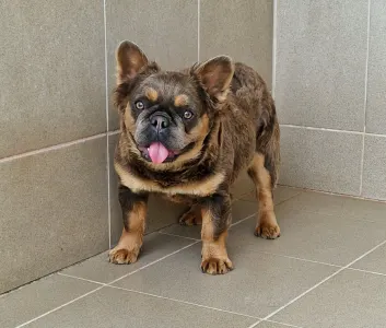Bulldog francese - Blue Tan Fuffy Female