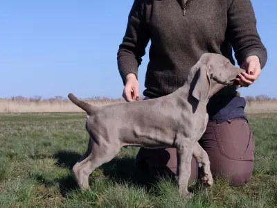 Веймарская легавая - Kékes