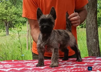 Cairn Terrier - George