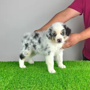 Australian Shepherd - Talizman