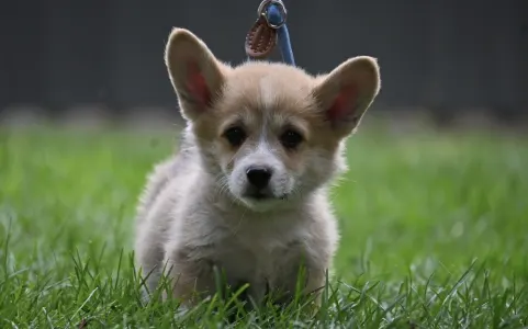 Welsh Corgi Pembroke - Agadír