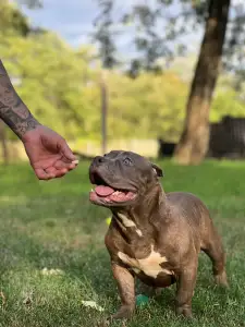 Amerikai Bully - Pocket - M. Platinum Dogs