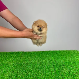 Pomeranian - Colby