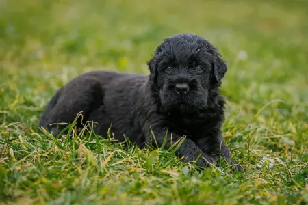 Orosz fekete terrier - Hills Diamonds