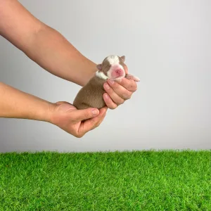 Australian Shepherd - Dax