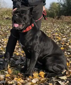 Cane Corso Italiano - Scudo Divino Best Vito