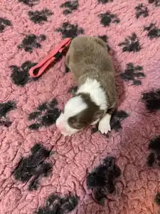 Border Collie - Pink Nyakörv/ Barna Szuka