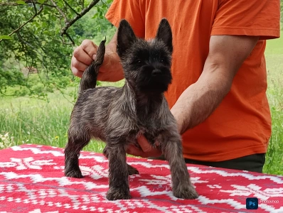 Cairn Terrier - George