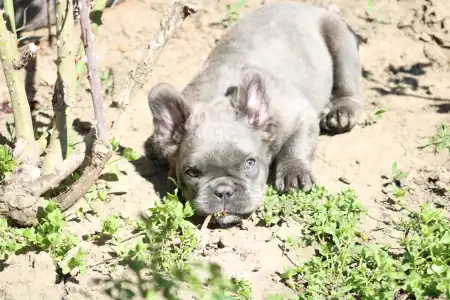 Francia bulldog - Ultor