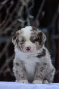 Miniature American Shepherd - Winstead Once Upon The Frontier