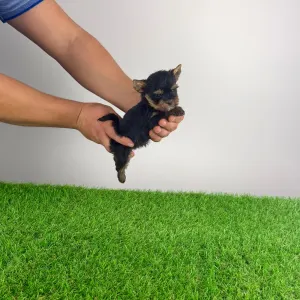 Yorkshire Terrier - Kleff