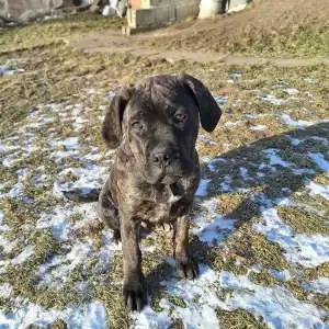 Chien de cour italien - Rambo