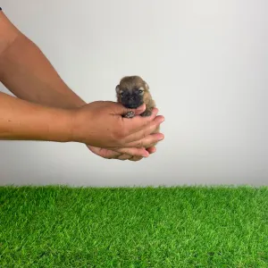 Pomeranian - Roni