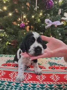 Angol Cocker spániel - Barney