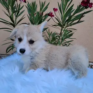 Welsh Corgi Pembroke - Chloe