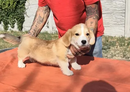 Welsh Corgi Pembroke - Füles