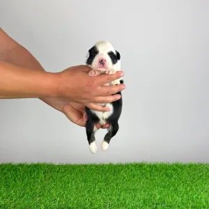 Australian Shepherd - Grisu