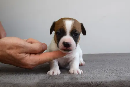 Jack Russell Terrier - Xantos