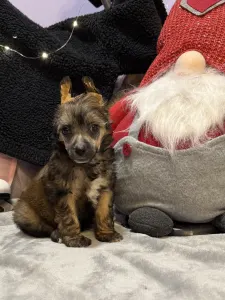 Kínai meztelen kutya - Powder Sable Boy