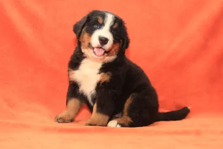 Bernese Mountain Dog - Elly