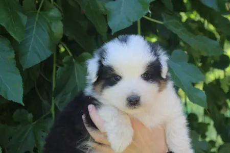 Australian Shepherd - Gladstone Aussies Killing It