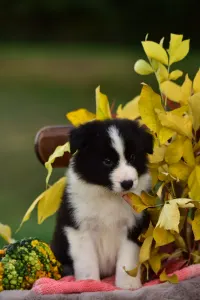 Border Collie - Gingers Heritage Call Me Legend