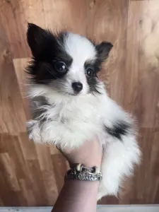 Papillon - Jean Pierre