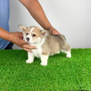 Welsh Corgi Pembroke - Dessy