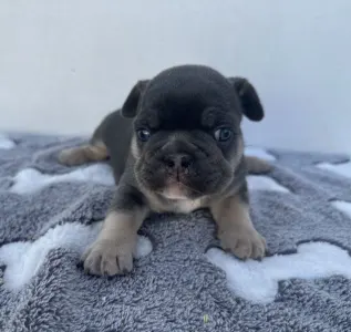 French Bulldog - Theo