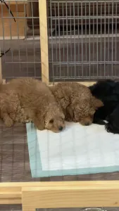 Toy Pudel - Royal Legend Of The Knis