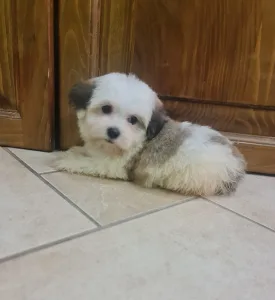 Havanese - Tara