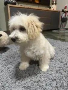 Maltipoo - Bruno