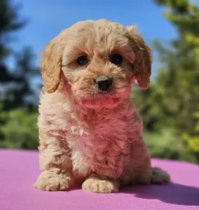 Cavapoo - Fabio