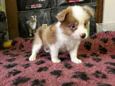 Border Collie - Chocolate Sable Merle Szuka