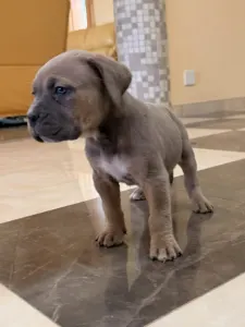 Cane Corso Italiano - Tamara