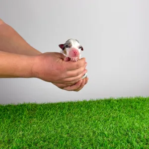 Berger australien - Crispie