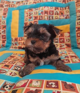 Yorkshire Terrier - Happy Day