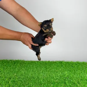 Yorkshire Terrier - Yamba