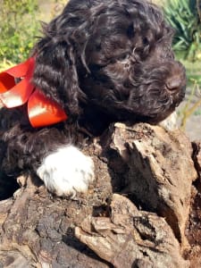 Lagotto Romanjolo - Ani