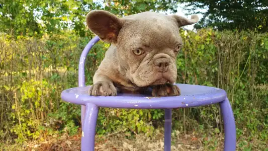 Francia bulldog - Valéria