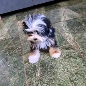 Biewer Terrier - Duke
