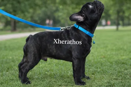 French Bulldog - Xherathos