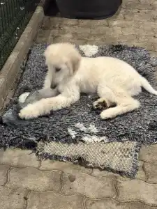Afghan Hound - Yahya