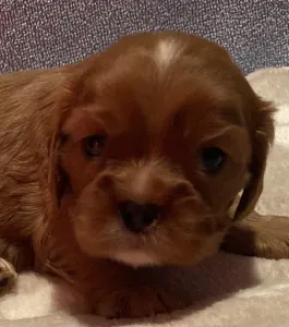 Cavalier King Charles Spaniel - Moony