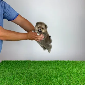 Pomeranian - Fenjo