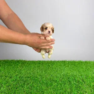 Cavalier King Charles Spaniel - Enzo