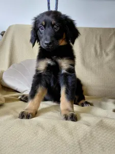 Hovawart - Buda Side Caroll Christmas 