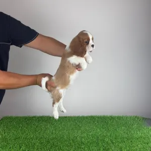 Cavalier King Charles Spaniel - Zlatan