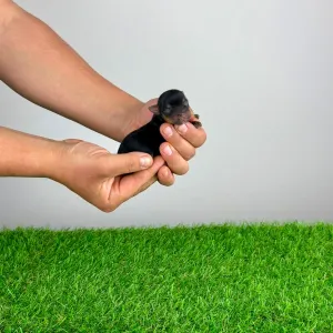 Yorkshire Terrier - Vello